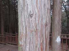 Chamaecyparis obtusa