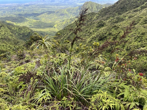 Gahnia vitiensis observed 2025-07-25