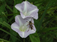 Typocerus velutinus