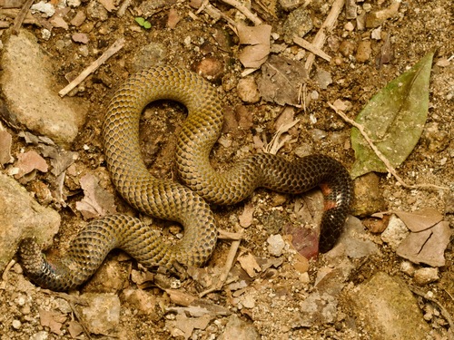 Photo of a Red-spotted Earth Snake (Uropeltis rubromaculata)