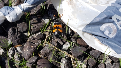 Margined Burying Beetle photo 6