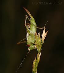 Conocephalus longipes