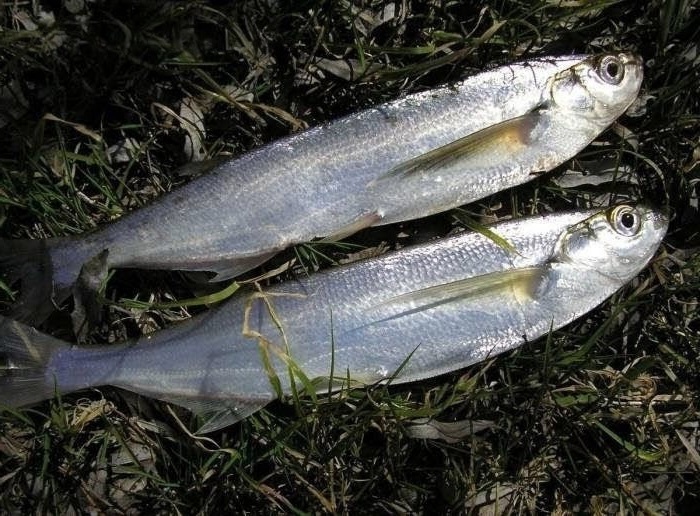 Sichel (Pelecus cultratus) — Cyprinidae