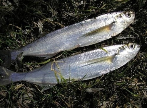 Sichel (Pelecus cultratus) — Cyprinidae