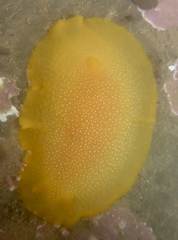 Doriopsilla albopunctata