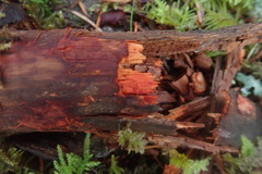 Phanerochaete sanguinea