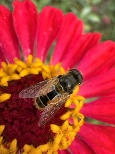 Unknown species found near Anderson Pl SE, Albuquerque, NM, US