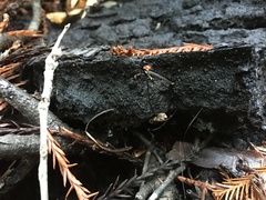 Paragymnopus sequoiae