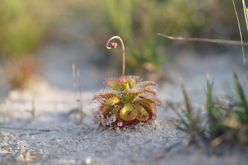 Tooth Sundew