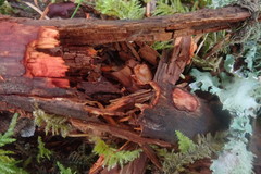 Phanerochaete sanguinea