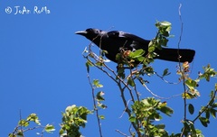 Corvus sinaloae