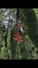 Heliconia rostrata
