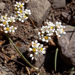 Triptilion capillatum