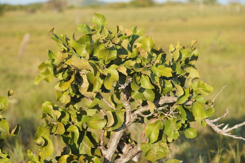 Sandpaper tree