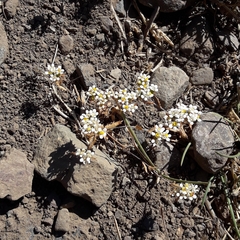 Triptilion capillatum