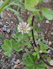 Trifolium argutum