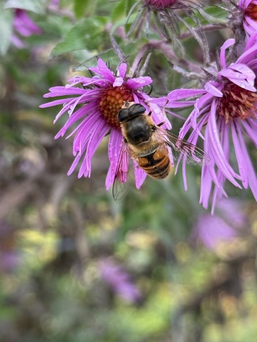 Unknown species found near University of Vermont, Burlington, VT, US