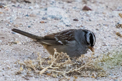 Zonotrichia leucophrys