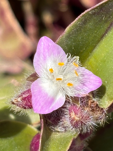 Tradescantia cerinthoides