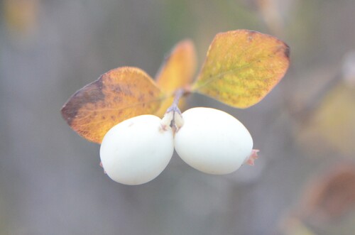 Roundleaf snowberry (Symphoricarpos rotundifolius)