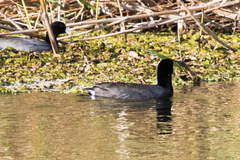 Fulica americana