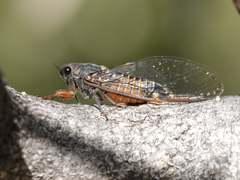 Yoyetta landsboroughi