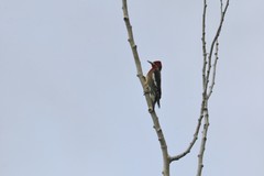 Sphyrapicus ruber × nuchalis