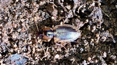 Tanystoma maculicolle