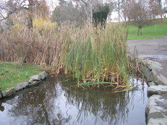 Typha latifolia
