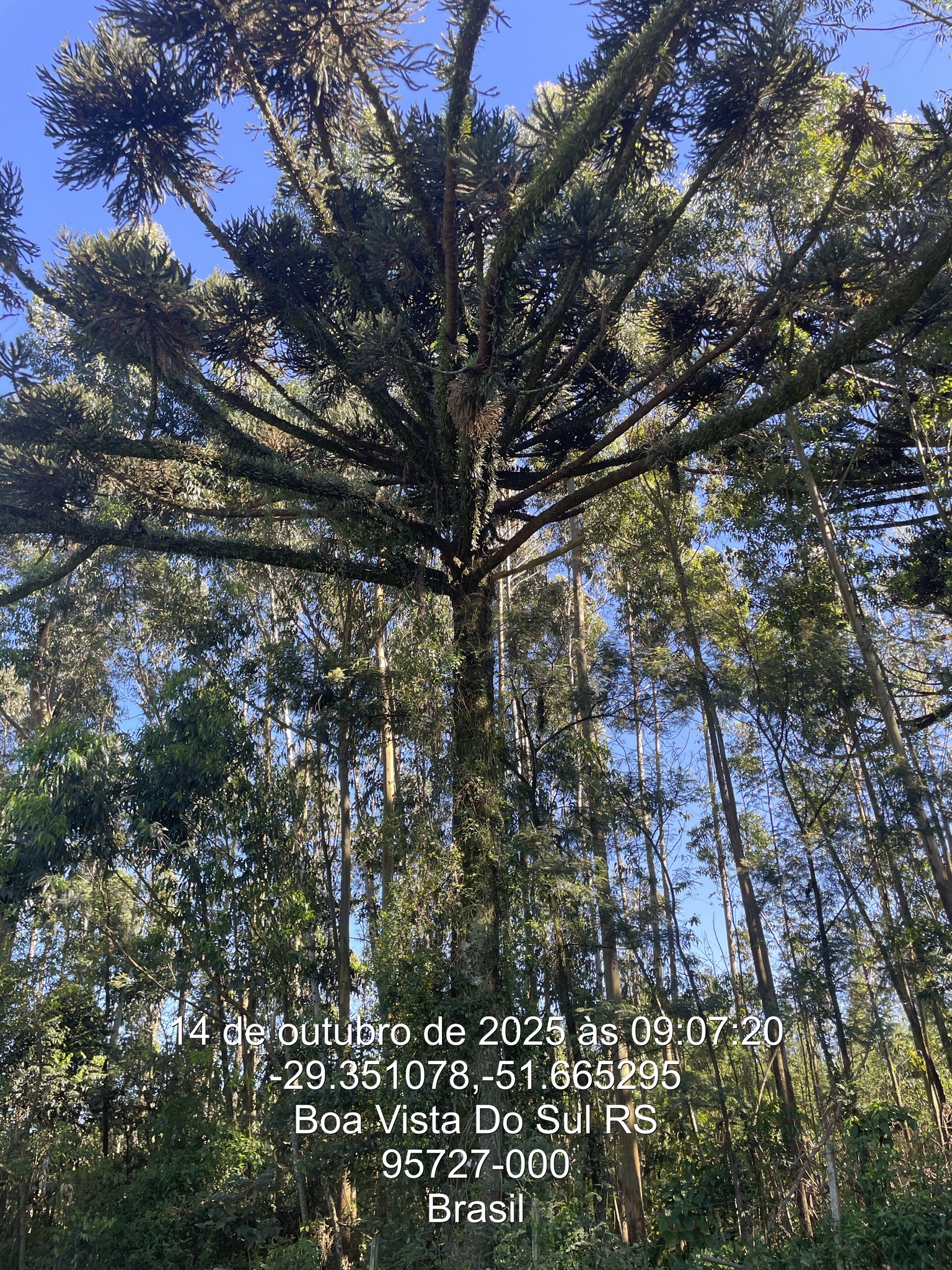Araucaria angustifolia