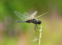 Tramea binotata