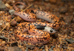 Troschel's Pampas Snake photo 2