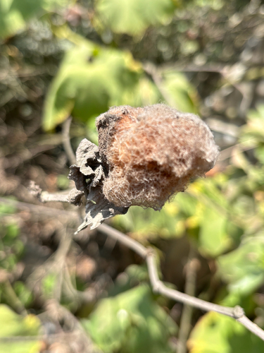 Gossypium barbadense, photograph 2