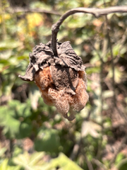 Gossypium barbadense, photograph (c) capacoscar, some rights reserved (CC BY)
