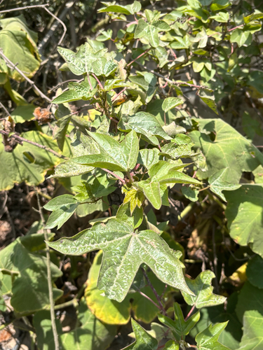 Gossypium barbadense, photograph 3