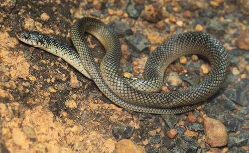 Photo of a Savannah Racer (Erythrolamprus aenigma)