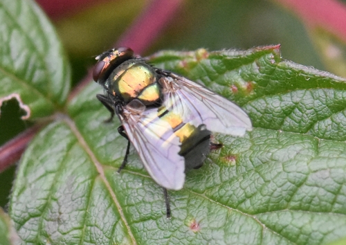 Small False Greenbottle, Groesbeek, Nederland, photo 7 of 10