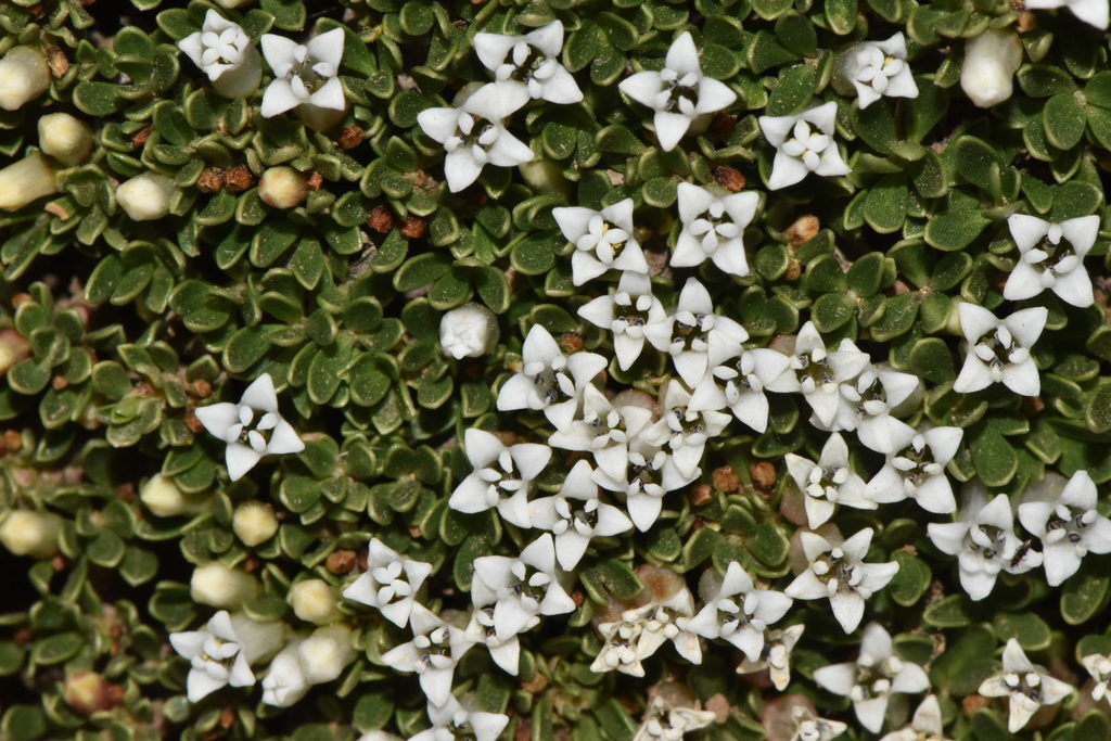 Ochetophila nana