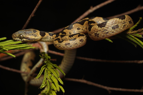 Venezuelan Cat-eyed Snake