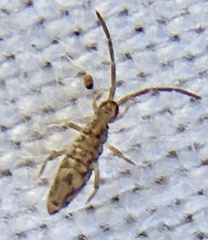 Entomobrya intermedia