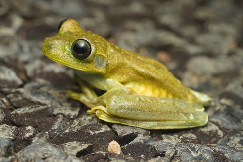 Drylands Tree Frog