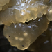 Crystal Brain Fungus - Photo (c) Christian Schwarz, some rights reserved (CC BY-NC), uploaded by Christian Schwarz