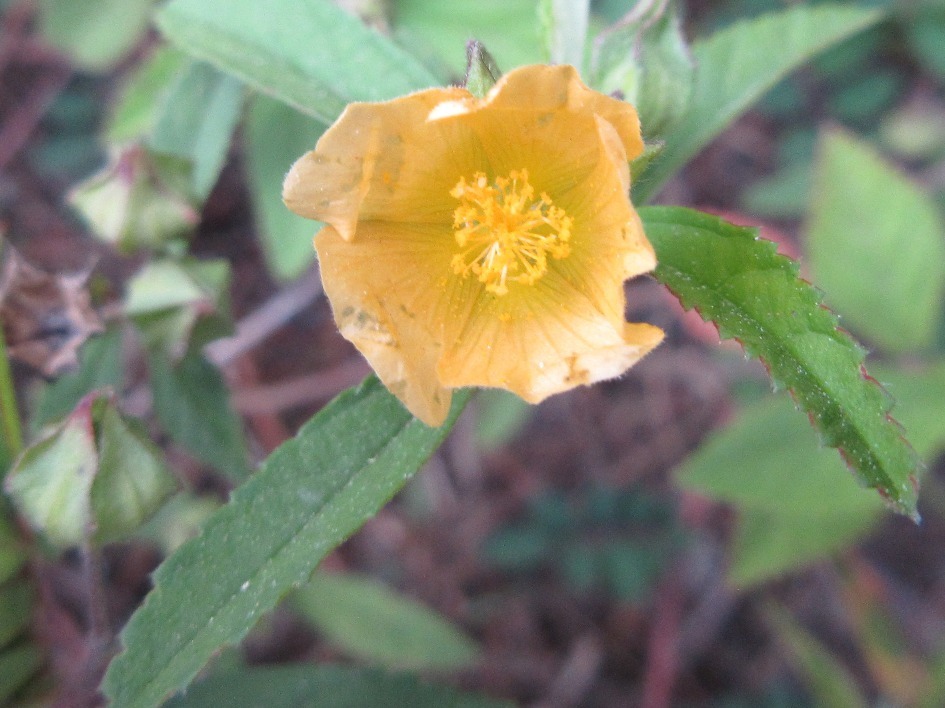 Sida rhombifolia — ảnh 2