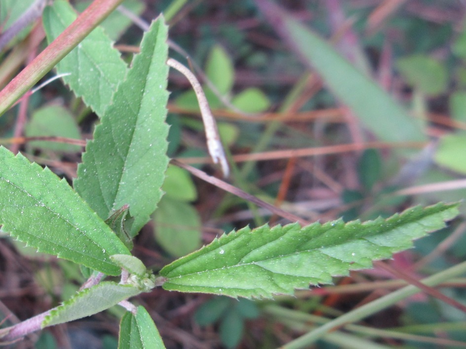 Sida rhombifolia — ảnh 3