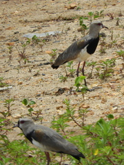 Vanellus chilensis