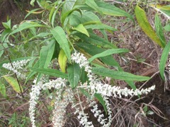 Buddleja asiatica