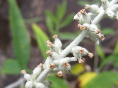 Buddleja asiatica