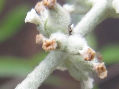 Buddleja asiatica