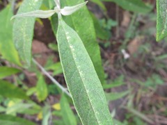 Buddleja asiatica