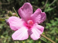Urena lobata